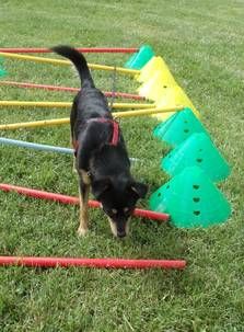 Hundeschule Rose Lehrer