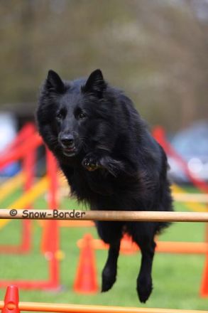 Hundeschule Rose Lehrer