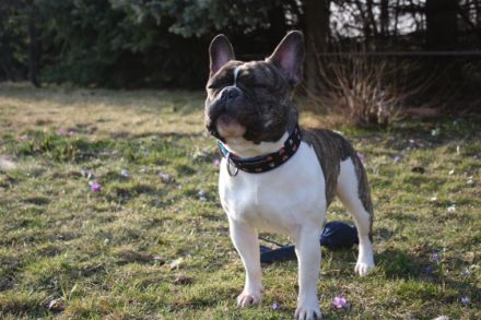 Bombastic Belami von Rittberg