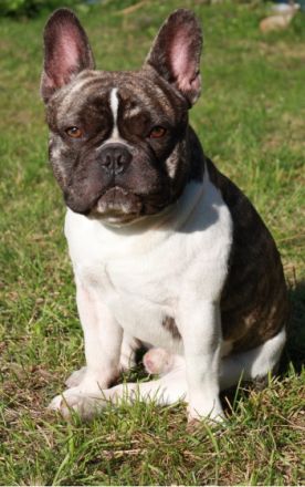 Bombastic Belami von Rittberg