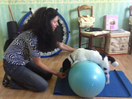 Tierphysiotherapie & Tierheilpraxis Karin Wild