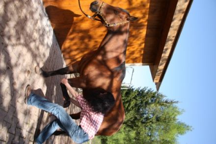 Tierphysiotherapie & Tierheilpraxis Karin Wild