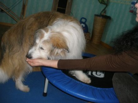 Tierphysiotherapie & Tierheilpraxis Karin Wild