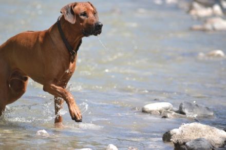 Akbar Kimbeni Shombay