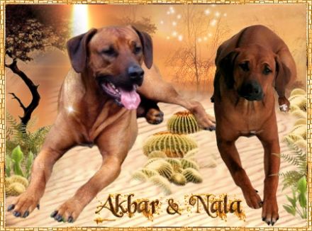 Akbar Kimbeni Shombay