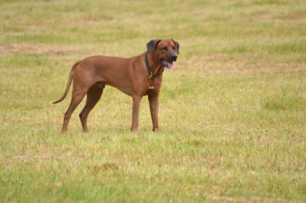 Akbar Kimbeni Shombay