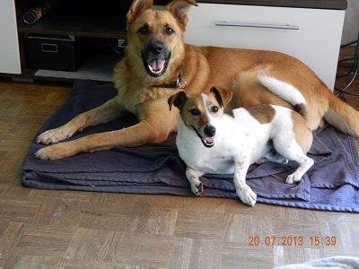 BfdH Bewegung für den Hund Selbach