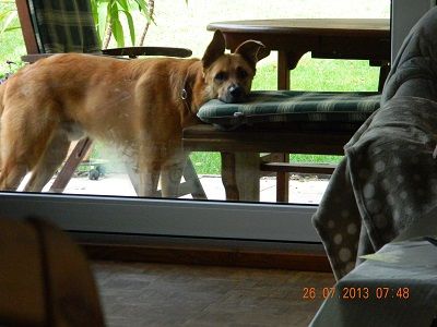 BfdH Bewegung für den Hund Selbach