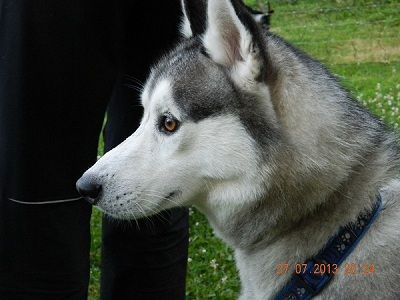 BfdH Bewegung für den Hund Selbach