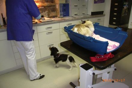 Tierarztpraxis Dr. Elisabeth Venzl