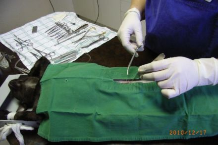 Tierarztpraxis Dr. Elisabeth Venzl