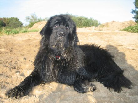 Hundeschule und -pension  Piratenhund in Seevetal