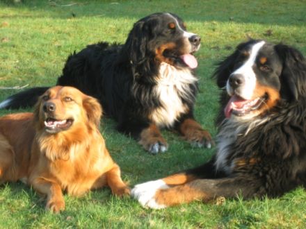 Hundeschule und -pension  Piratenhund in Seevetal