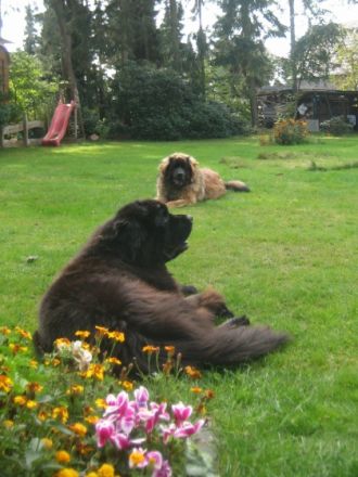 Hundeschule und -pension  Piratenhund in Seevetal