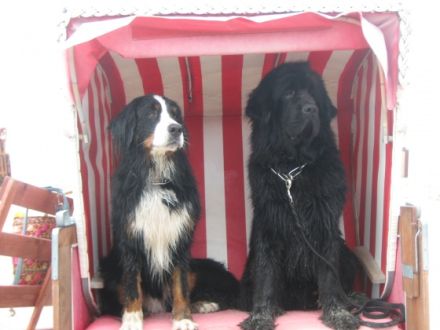 Hundeschule und -pension  Piratenhund in Seevetal