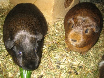 Naturheilpraxis für Tiere- THP Susanne Pfanner