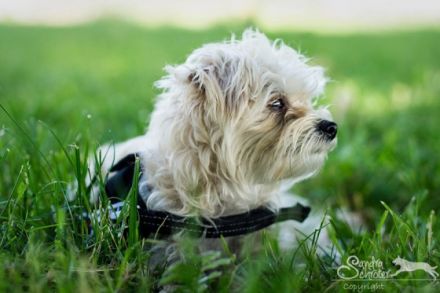 Hundezentrum im Main Kinzig Kreis