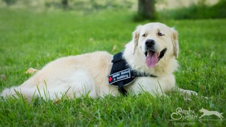 Hundezentrum im Main Kinzig Kreis