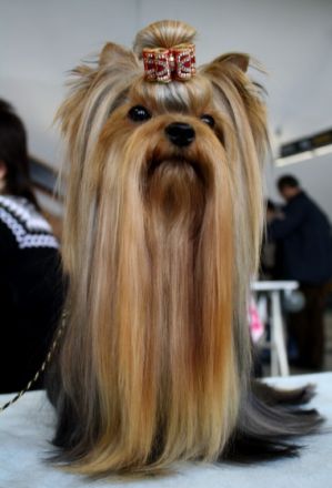 Ch Casino Royal Ohniva reka