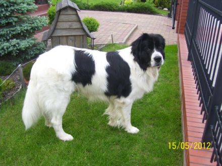 ANJUK vom celtic Power