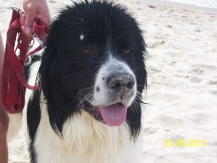 ANJUK vom celtic Power