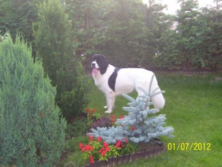 ANJUK vom celtic Power