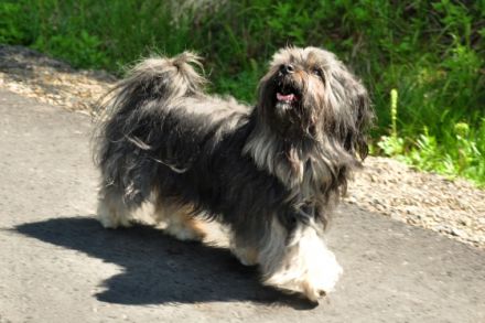 Cooper (Cubain's Magic Ycetto)