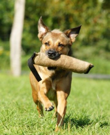 Hundeschule Wolfsherz - Ihre Hundeschule mit Herz