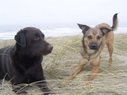 Hundeschule Wolfsherz - Ihre Hundeschule mit Herz