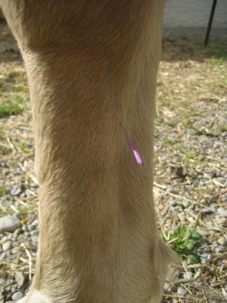 Mobile Tierheilpraxis für Groß-, Klein- und Nutztiere