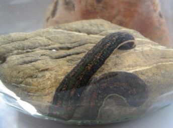 Mobile Tierheilpraxis für Groß-, Klein- und Nutztiere