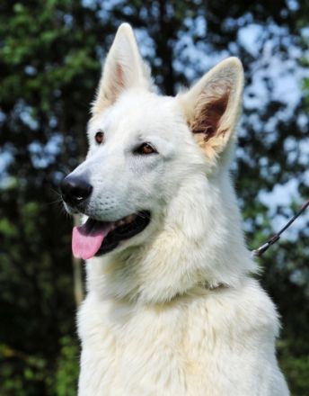 White Dreambreaker of Heart