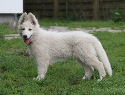 White Dreambreaker of Heart