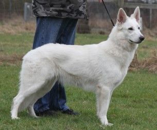 White Dreambreaker of Heart