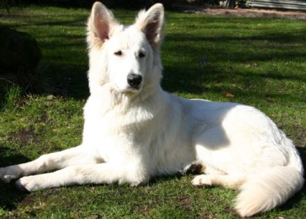 White Dreambreaker of Heart