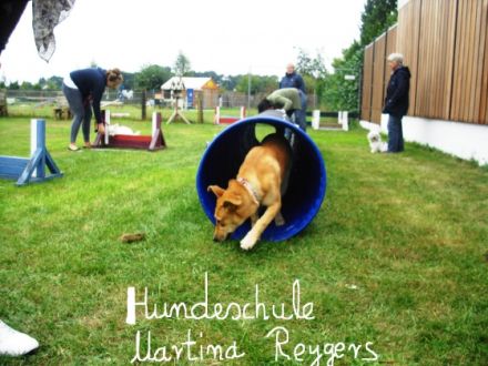 Hundeerziehungstraining