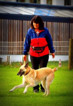 Hundeerziehungstraining