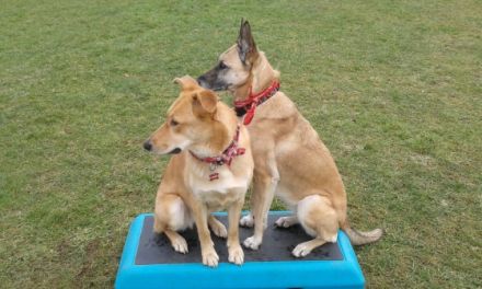 Hundeerziehungstraining