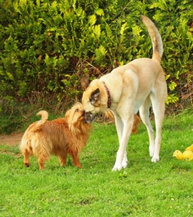 Hundeerziehungstraining