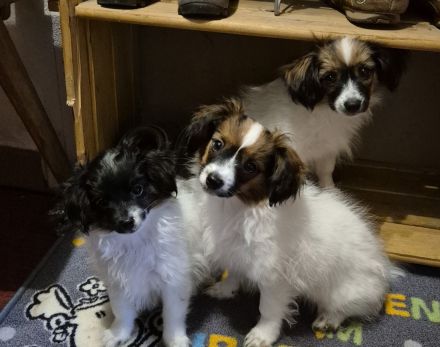 Cushla Macree's Phalène