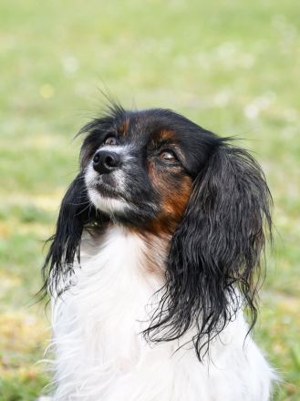 Cushla Macree's Phalène