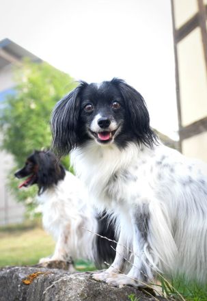 Cushla Macree's Phalène