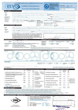 Dingo vom Strootbachtal