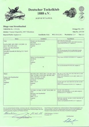 Dingo vom Strootbachtal