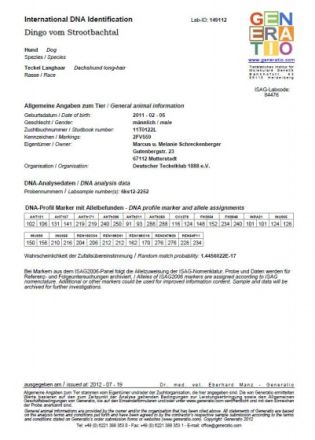 Dingo vom Strootbachtal