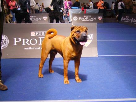 Diamonds N Pearls Bugatti Veyron