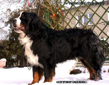 Mł.Ch.Pl. GYPSY KING Stróż Zagrody