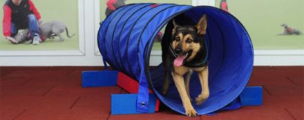 DogCoach INDOOR Hundeschule -