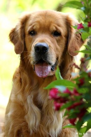 Chalestino von der schwäbischen Toskana