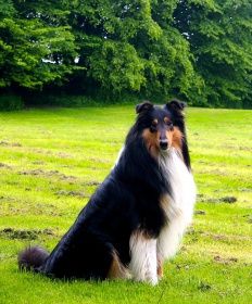 Graf-Gentleman Jimmy